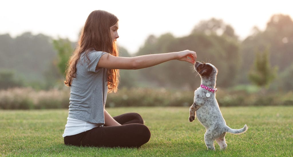 Guide to Mastering Basic Puppy Pet Training